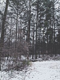 Bare trees in forest