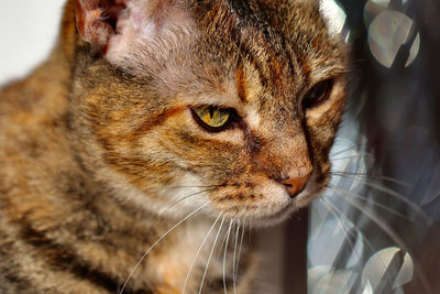 Close-up of a cat looking away