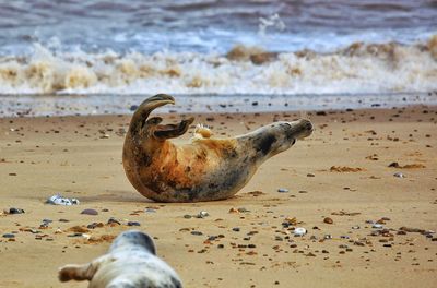 Seal stretching on a beach in norfolk england