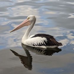 Close-up of pelican