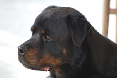 Close-up of dog looking away