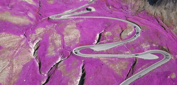 High angle view of pink leaf on rock