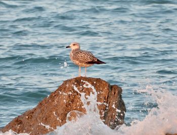 Seagull perching on rock by sea