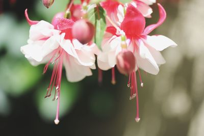 Close-up of pink flowers blooming outdoors