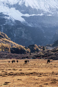 Scenic view of mountains