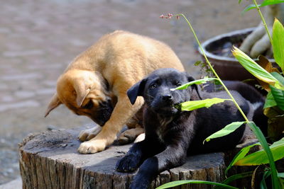 Dogs relaxing outdoors