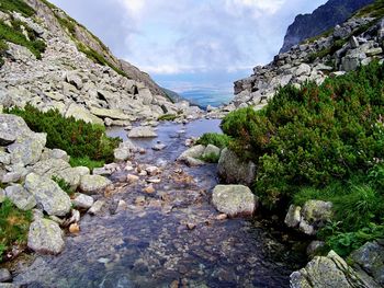 Surface level of stream along landscape