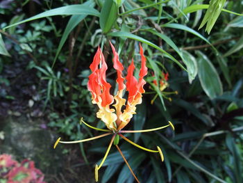 Close-up of red flower