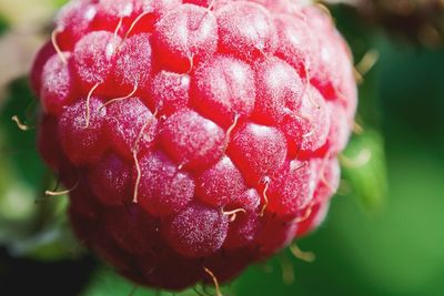 Close-up of red fruit