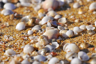 Close-up of seashells at shore