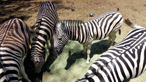 Zebras in a field