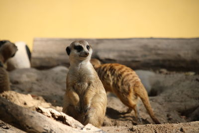 A meerkat sitting on the ground and looking around