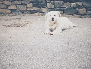 Portrait of white dog sitting on stone in city