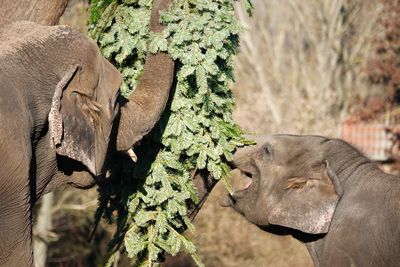Close-up of elephant