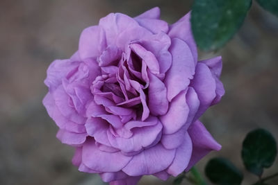 Close-up of pink rose flower