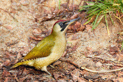 Close-up of a bird