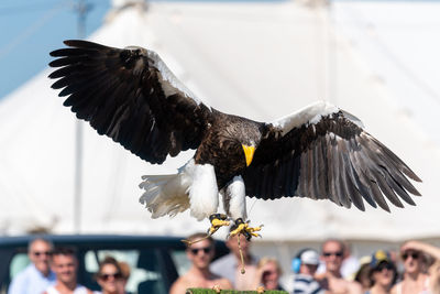 Close up of a stellers sea eagle flying in a falconry demonstration.