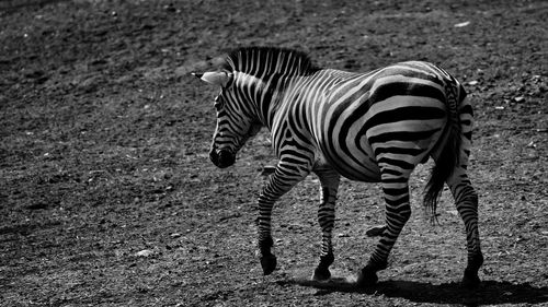 Zebra standing on field