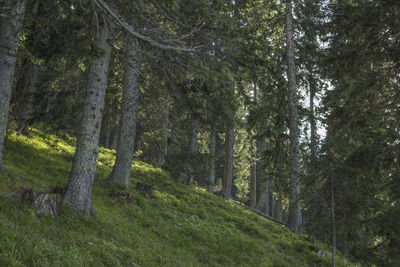 Trees in forest