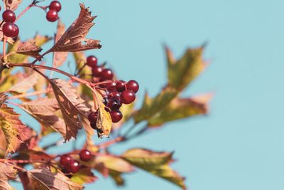 Close-up of berries growing on tree against sky