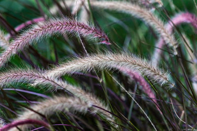 Close-up of plant growing on field