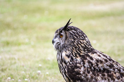 Close-up of a bird