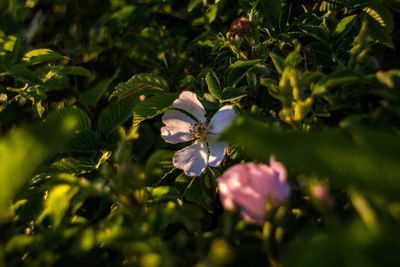 Close-up of purple flowering plant