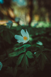 plant