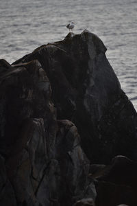 Seagull perching on rock by sea