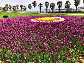 View of flowers growing in park