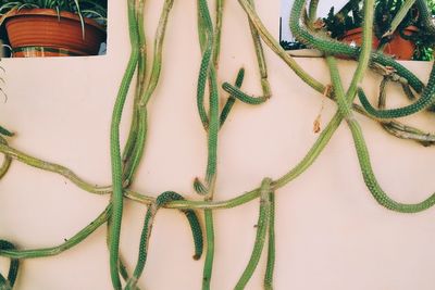 High angle view of plants against white background