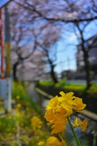 Close-up of yellow flowers blooming on tree