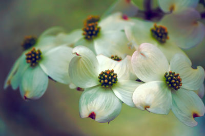 Close-up of flowers