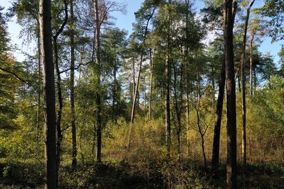 Trees in forest against sky