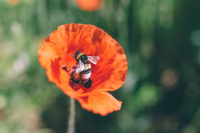 Close-up of bee pollinating on orange flower