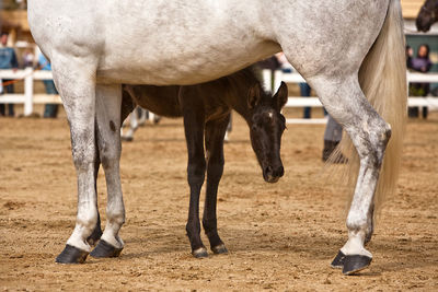 Horses in the field