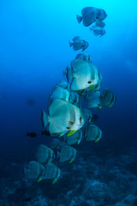 Fish swimming in sea