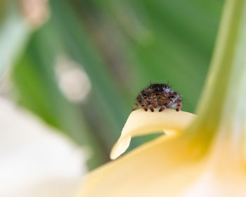 Close-up of spider on flower