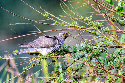 Close-up of bird perching on branch