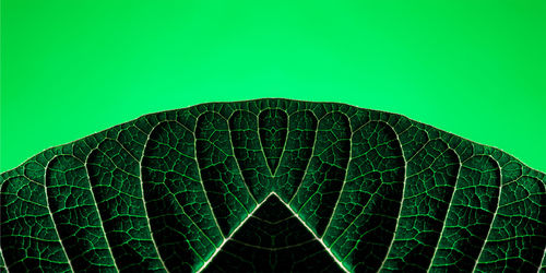 Close up of green leaf