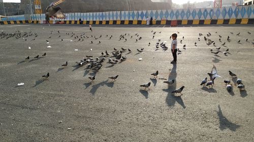 High angle view of pigeons flying