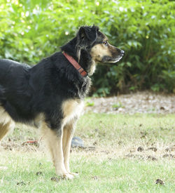 View of a dog looking away