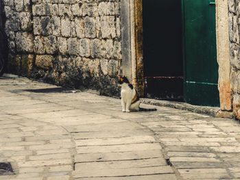 Cat sitting on wall