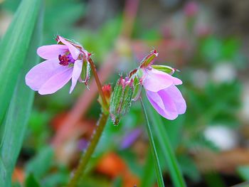 Close-up of insect on pink flower