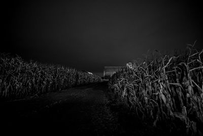Scenic view of agricultural field against sky at night