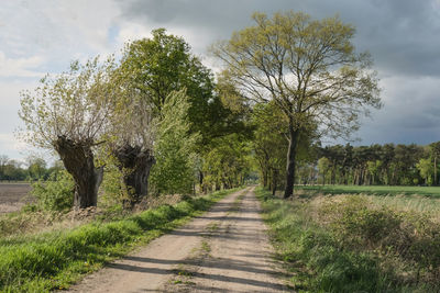 Road amidst trees on field against sky