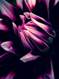 Close-up of purple flower blooming outdoors