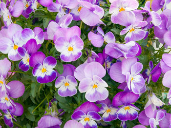 High angle view of purple flowering plants