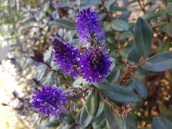 Close-up of purple flowers