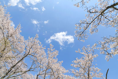 Low angle view of flowering tree against blue sky